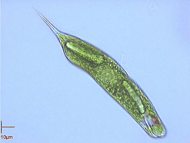  p>原生动物门(protozoa)是 a target="_blank" href="/item/原生生物