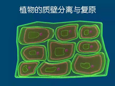 质壁分离复原