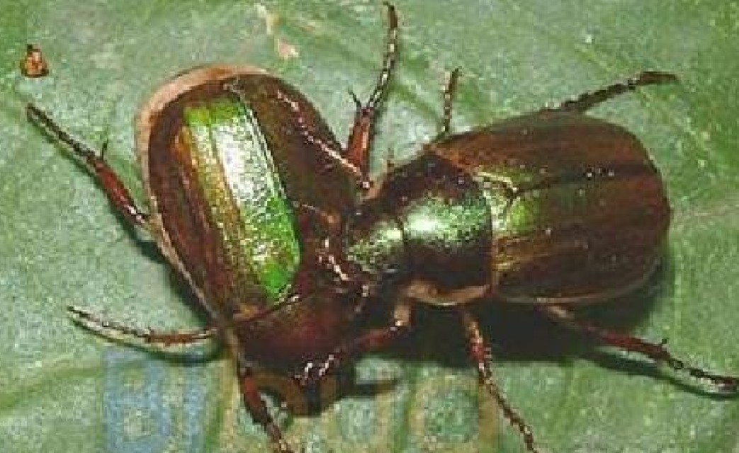 anomala corpulenta motschulsky