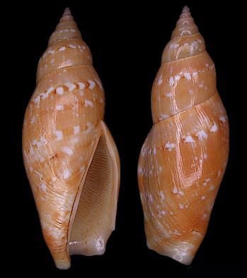 非洲笔头凤凰螺