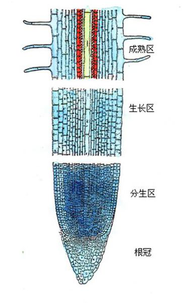 幼根_百度百科