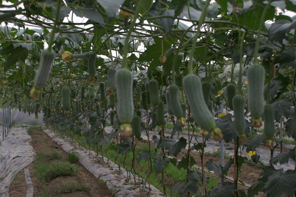  p>六月瓜为 a href="#">木通科 /a>植物 a