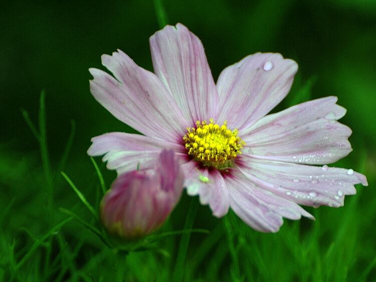  p>紫花野菊 chrysanthemum zawadskii herbich 别名:紫花野菊 山菊  