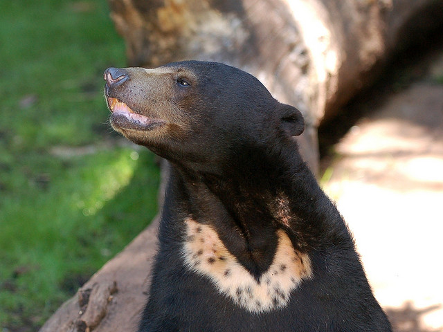 target="_blank" href="/item/马来熊属">马来熊属 /a>下的一种小型