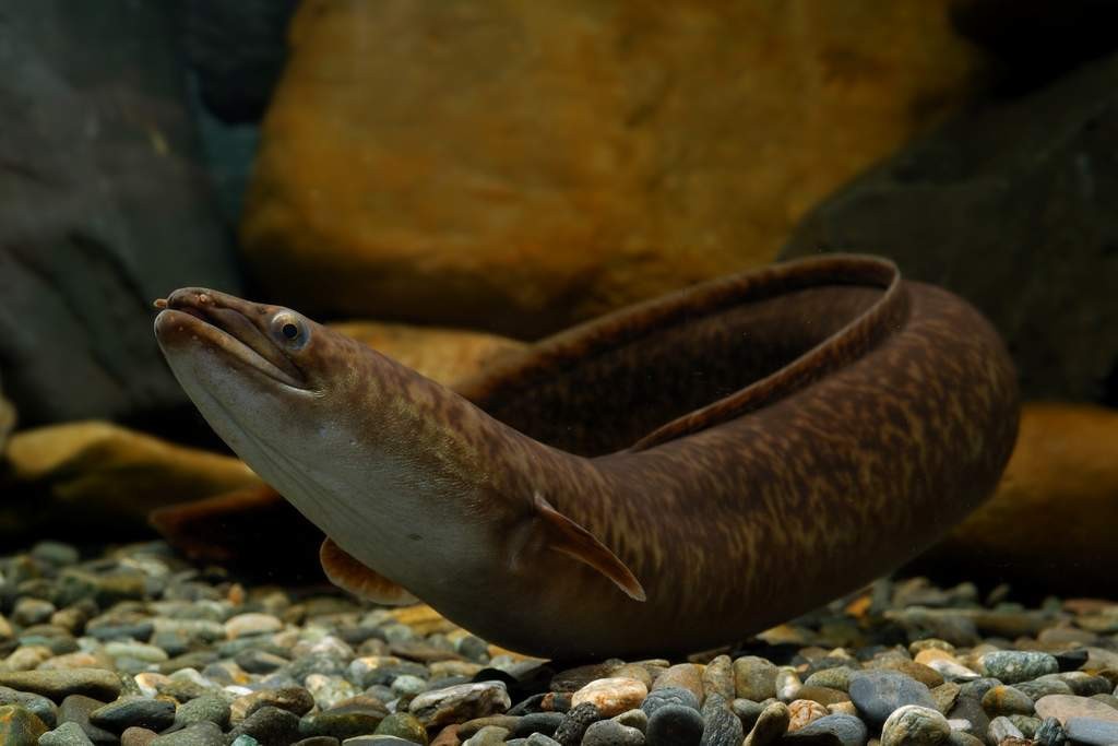  p>爬岩鳅,学名: i>beaufortia levertti /i> (nichols et pope, 1927