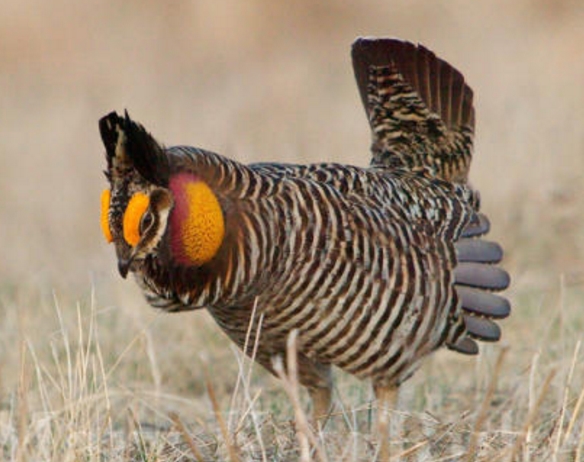 greater prairie chicken