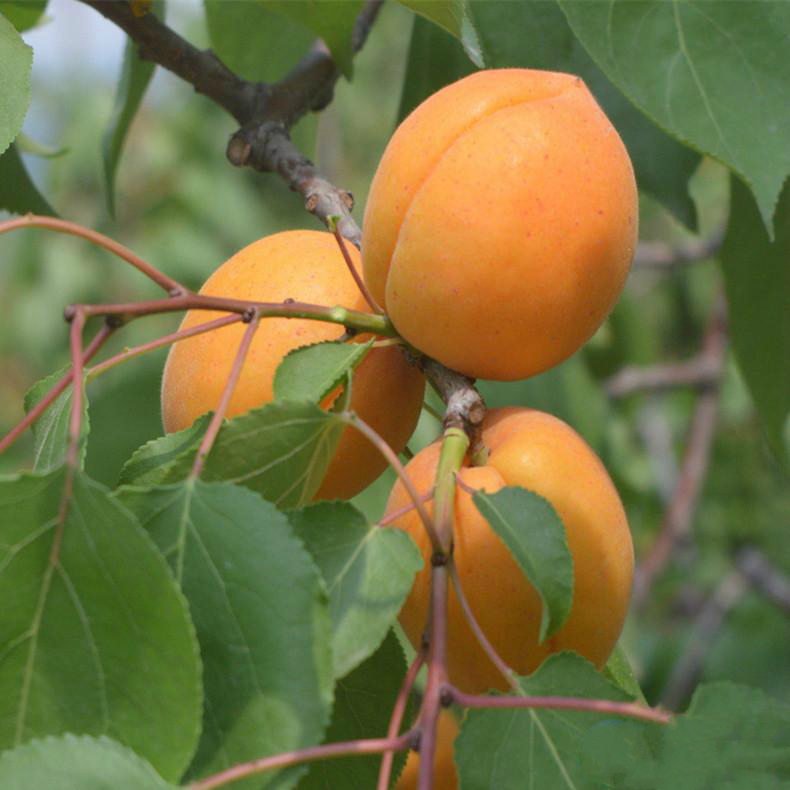  /a>新育成的早熟特大果 a target="_blank" href="/item/杏/2643"