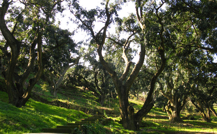 国家香榧森林公园