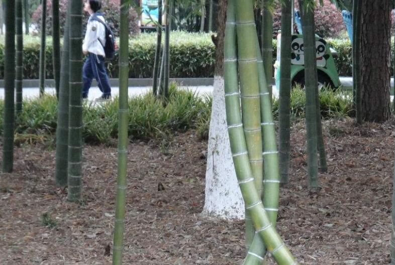  p>吊罗坭竹( i>bambusa diaoluoshanensis chia et h. u.