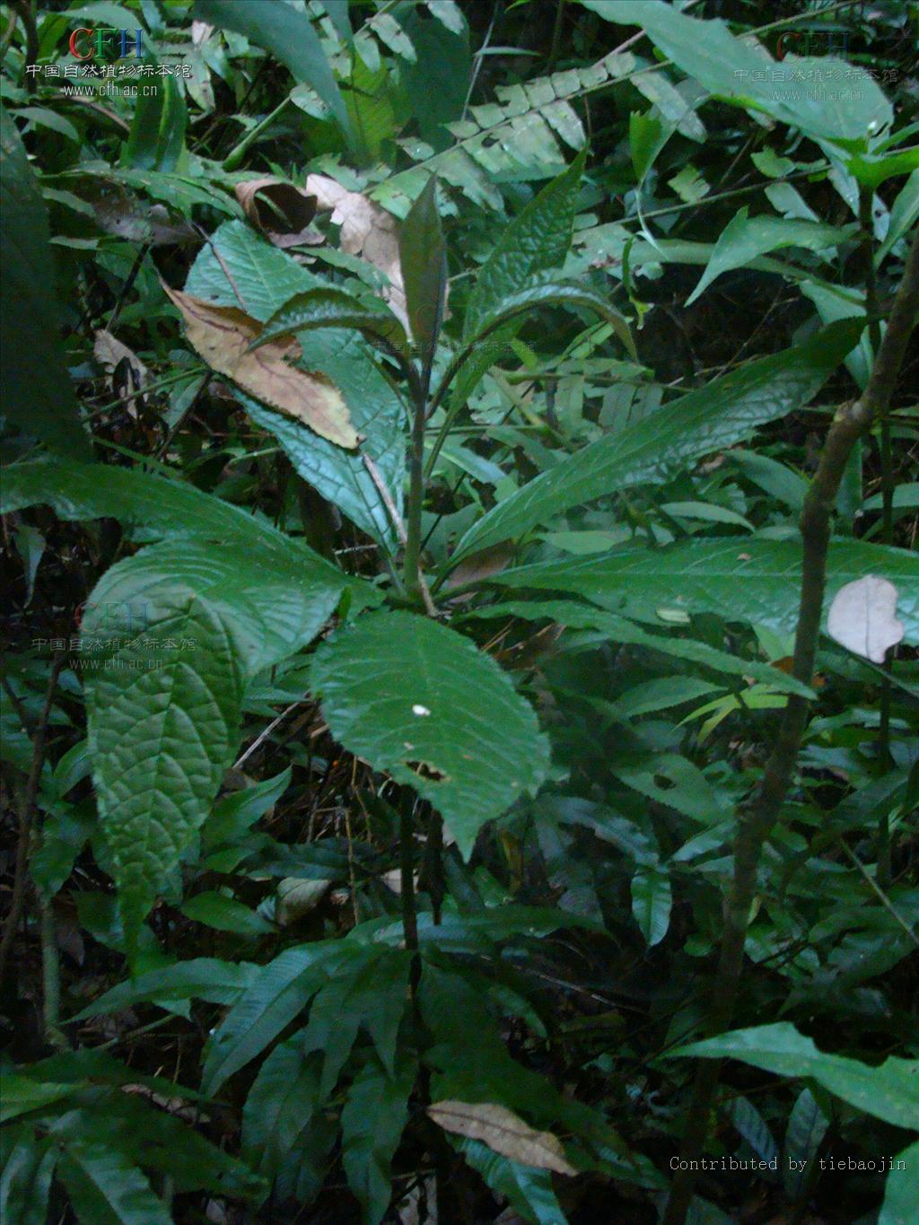  p>走马胎(学名: i>ardisia gigantifolia /i> stapf)是紫金牛科