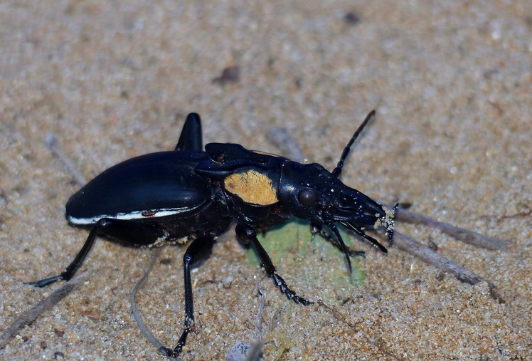 two-spotted ground beetle