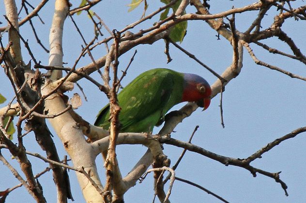  p>红颊鹦鹉(学名:geoffroyus geoffroyi)体长约21厘米,体重135～180