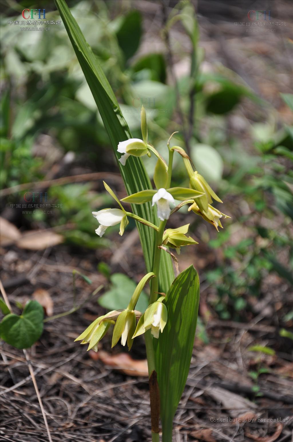  p>美冠兰(学名: i>eulophia graminea  /i> lindl.