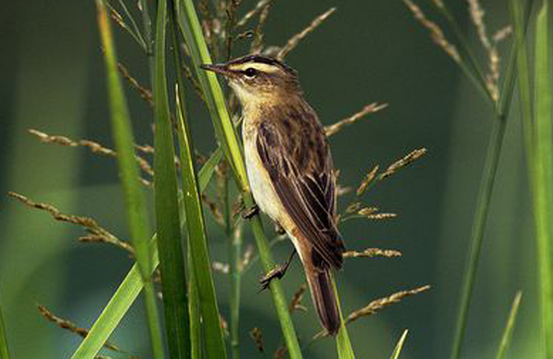 水蒲苇莺