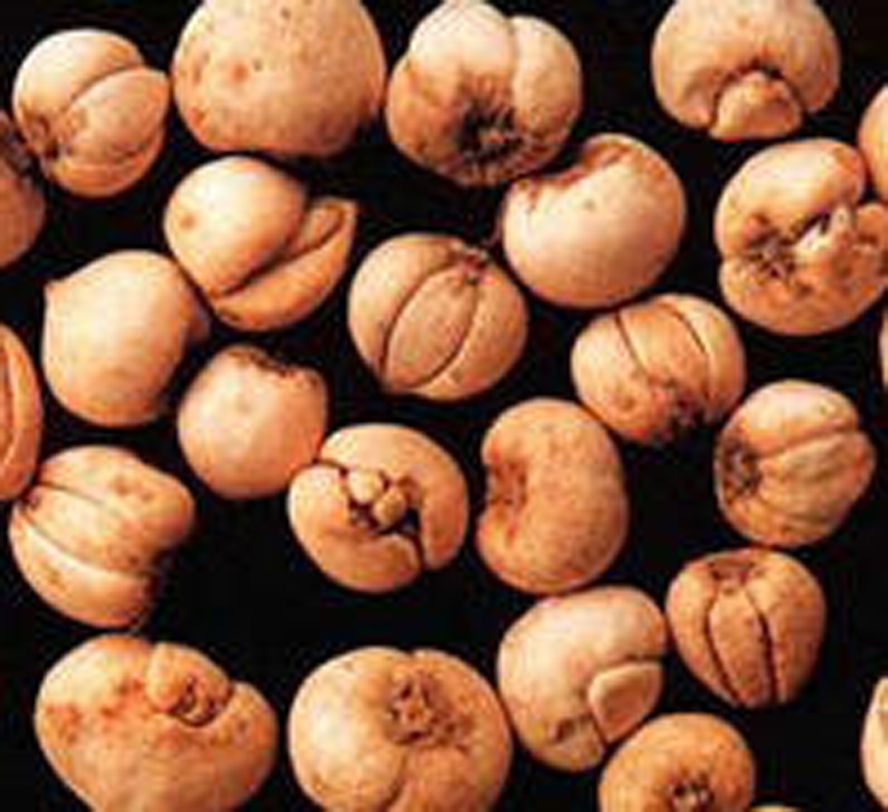  p>本种和 a href="#" data-lemmaid="2297271">新疆贝母 /a>区别在于