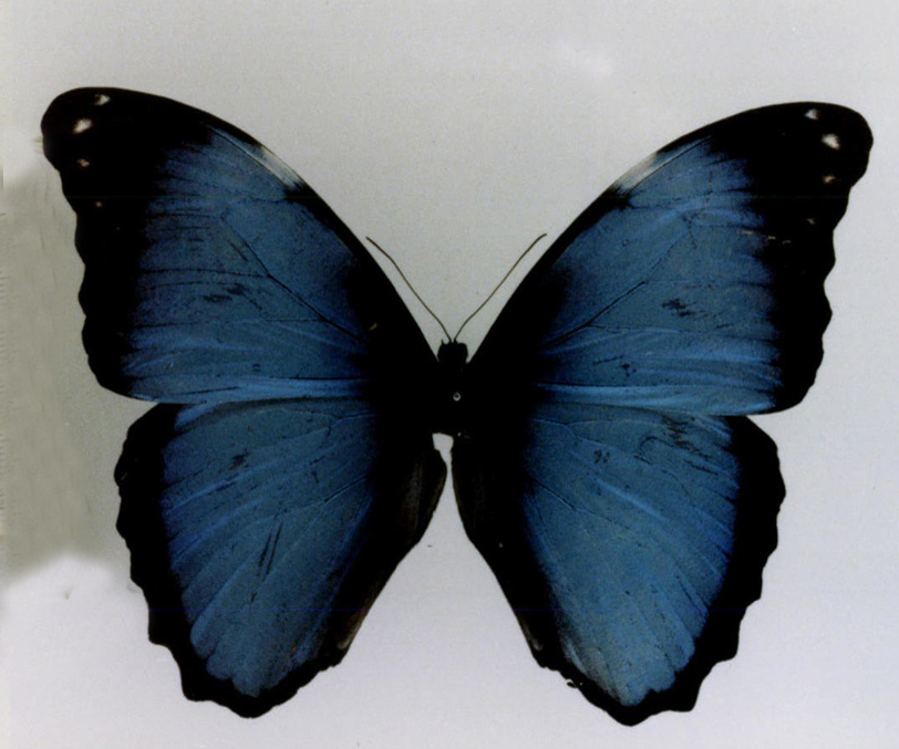  p>梦幻闪蝶(学名: i>morpho deidamia /i>):是昆虫纲,蛱蝶科的物种.