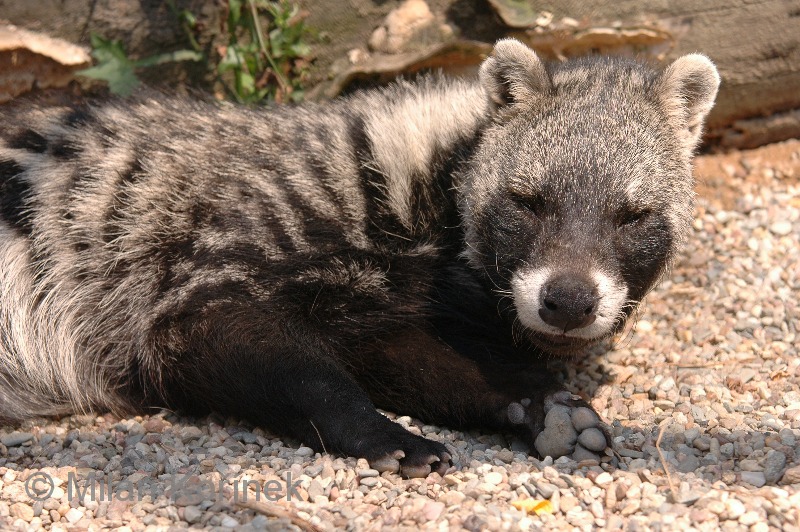  p>非洲灵猫(学名:civettictis civetta)是非洲热带的麝猫.