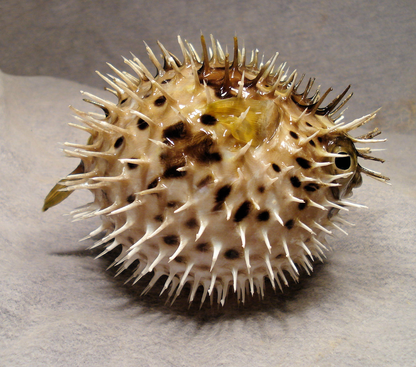  p>刺鲀(diodontidae;porcupinefishes),硬骨鱼纲, 