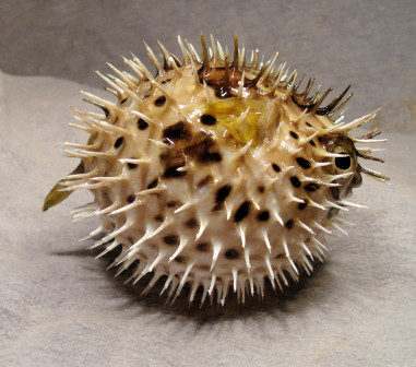 刺鲀_百度百科