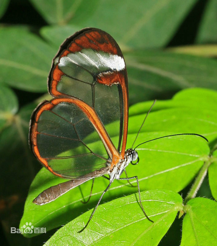  p>蝶,通称为"蝴蝶", a target="_blank" href="/item/节肢动物门