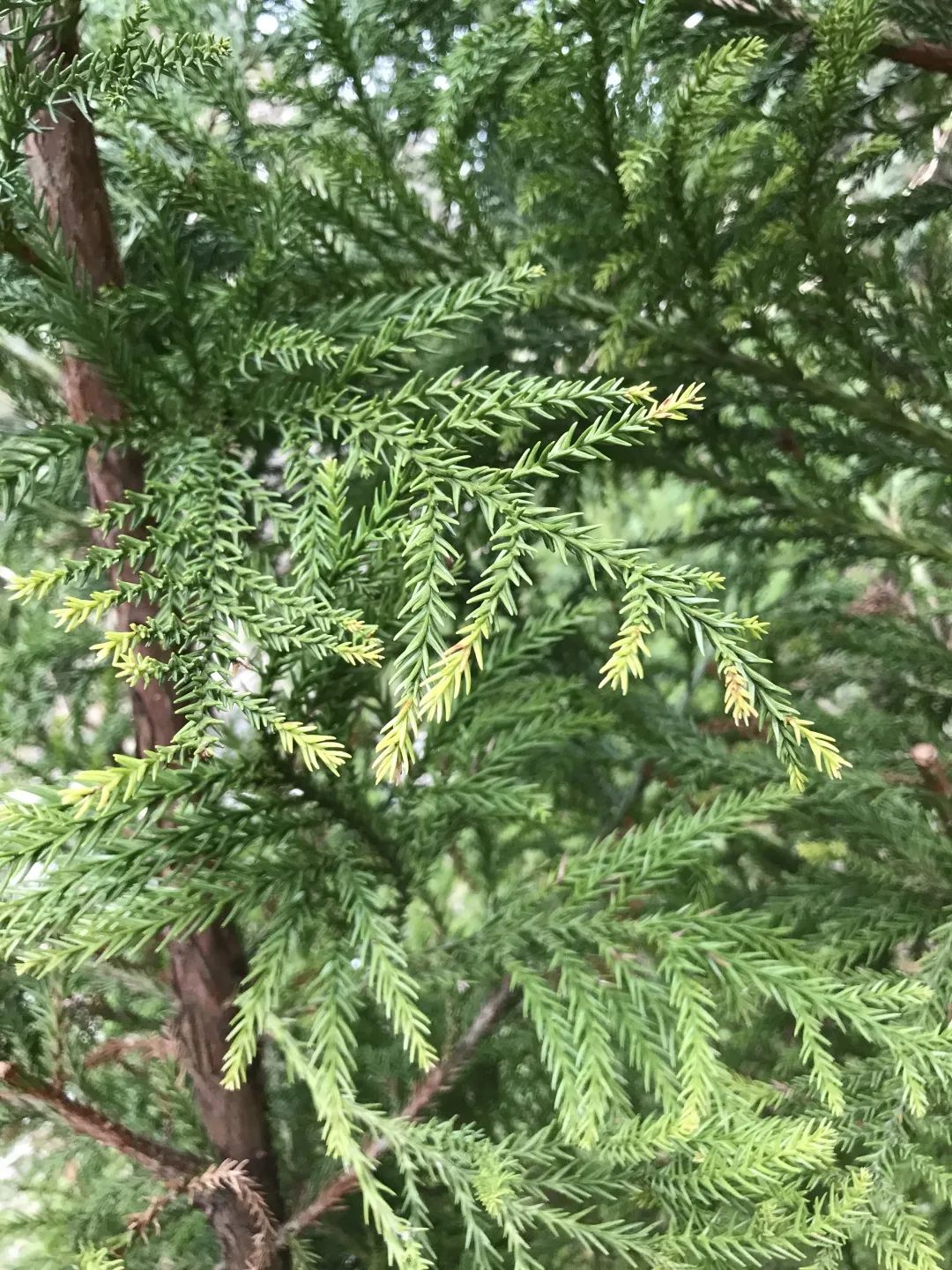  p>柳杉叶马尾杉( a target="_blank" href="/item/学名/8074290"