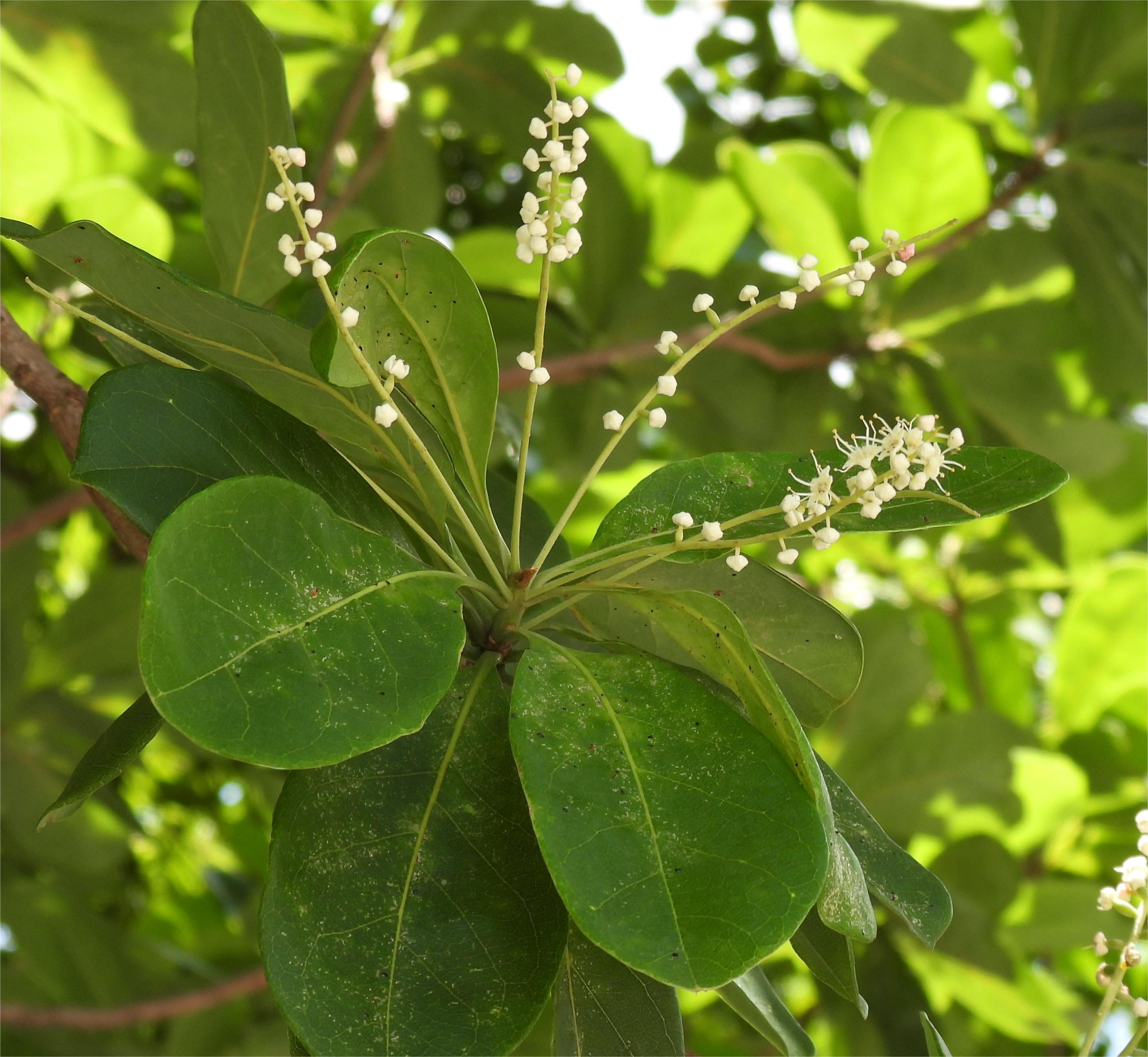 是使君子科榄仁属植物,别称大叶榄仁树,凉扇