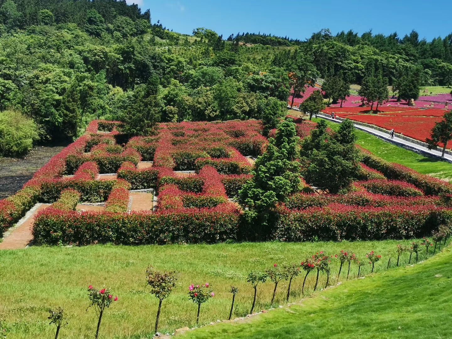 野三关森林花海
