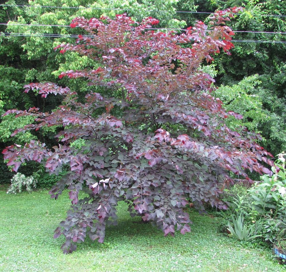 红叶加拿大紫荆