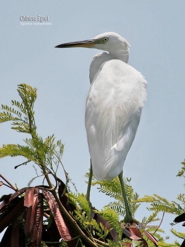  p>黄嘴白鹭(学名: i>egretta eulophotes /i>),也叫白老, a target="