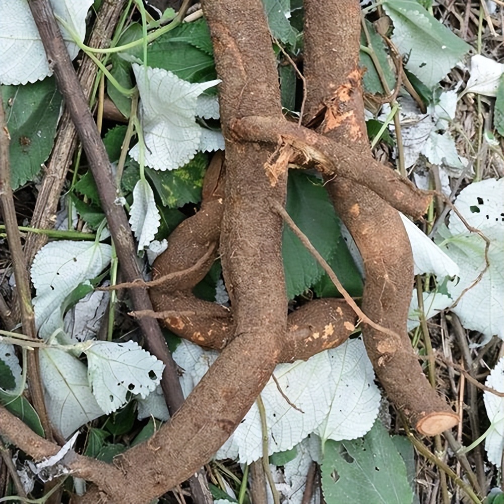 农村随处可见的苎麻全身都是宝，分享6大妙用，别把它当柴烧了_百科TA说