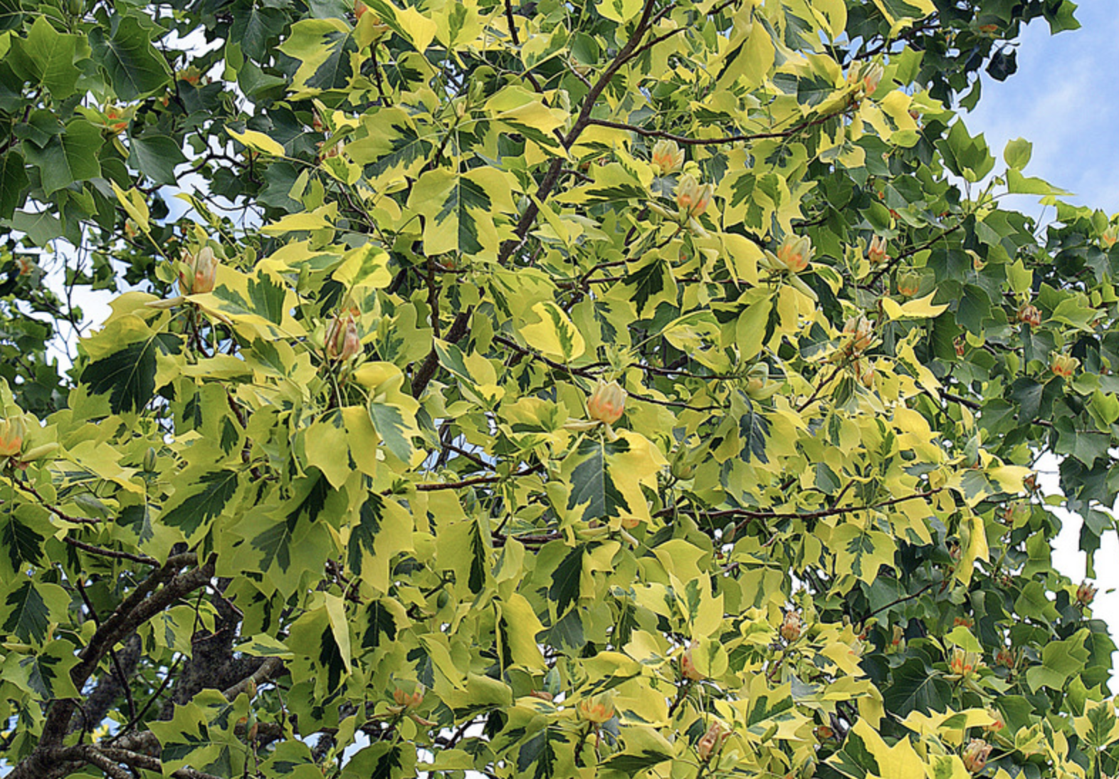 金边北美鹅掌楸