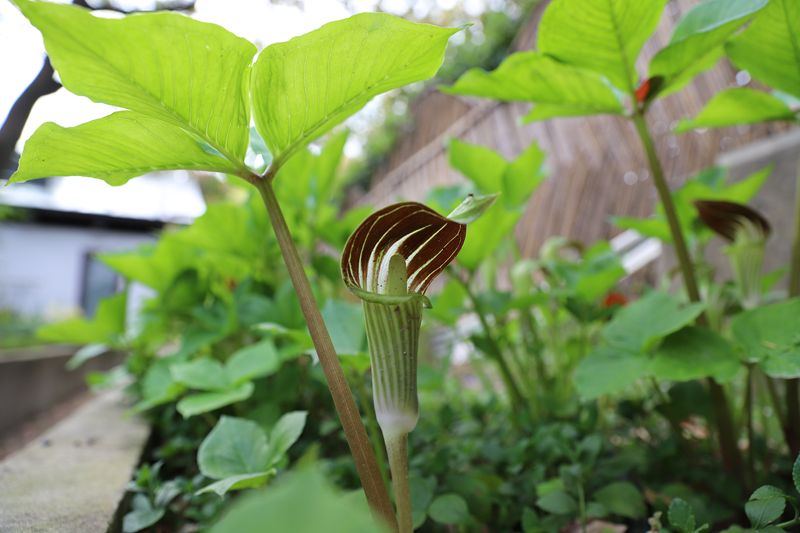 全缘灯台莲(原变种)