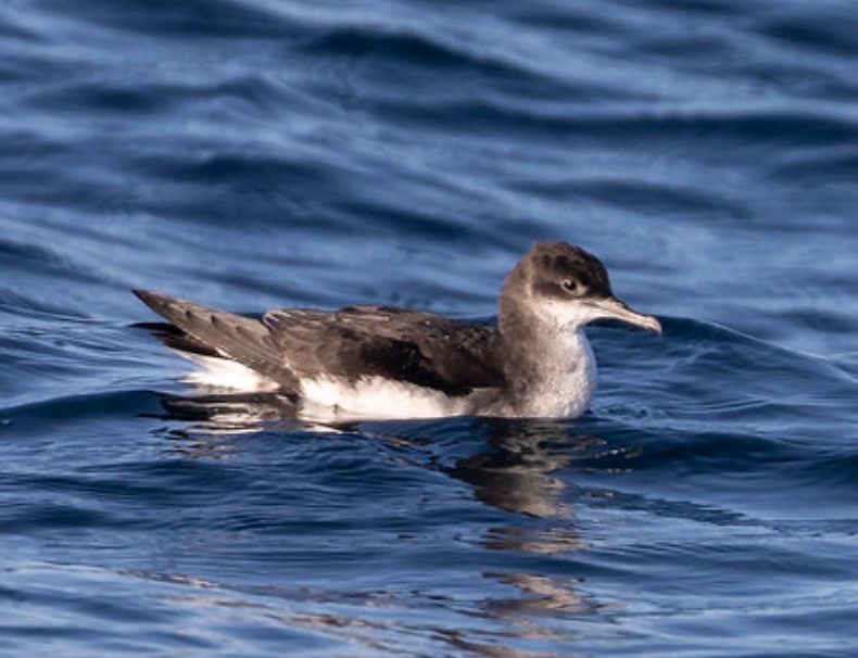  p>澳洲鹱(学名: i>puffinus huttoni /i>):鹱科,剪水鹱属海洋鸟类.