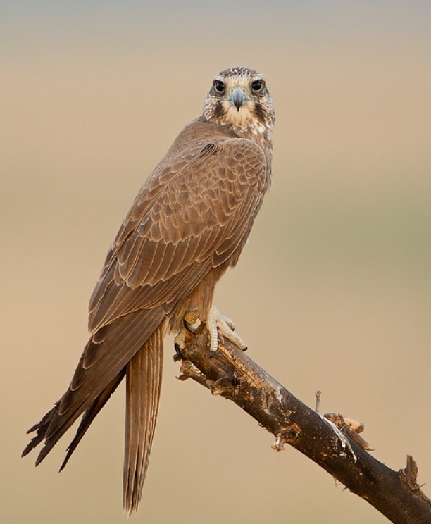  p>印度猎隼(学名: i>falco jugger /i>):是隼科,隼属的一种中型猛禽.