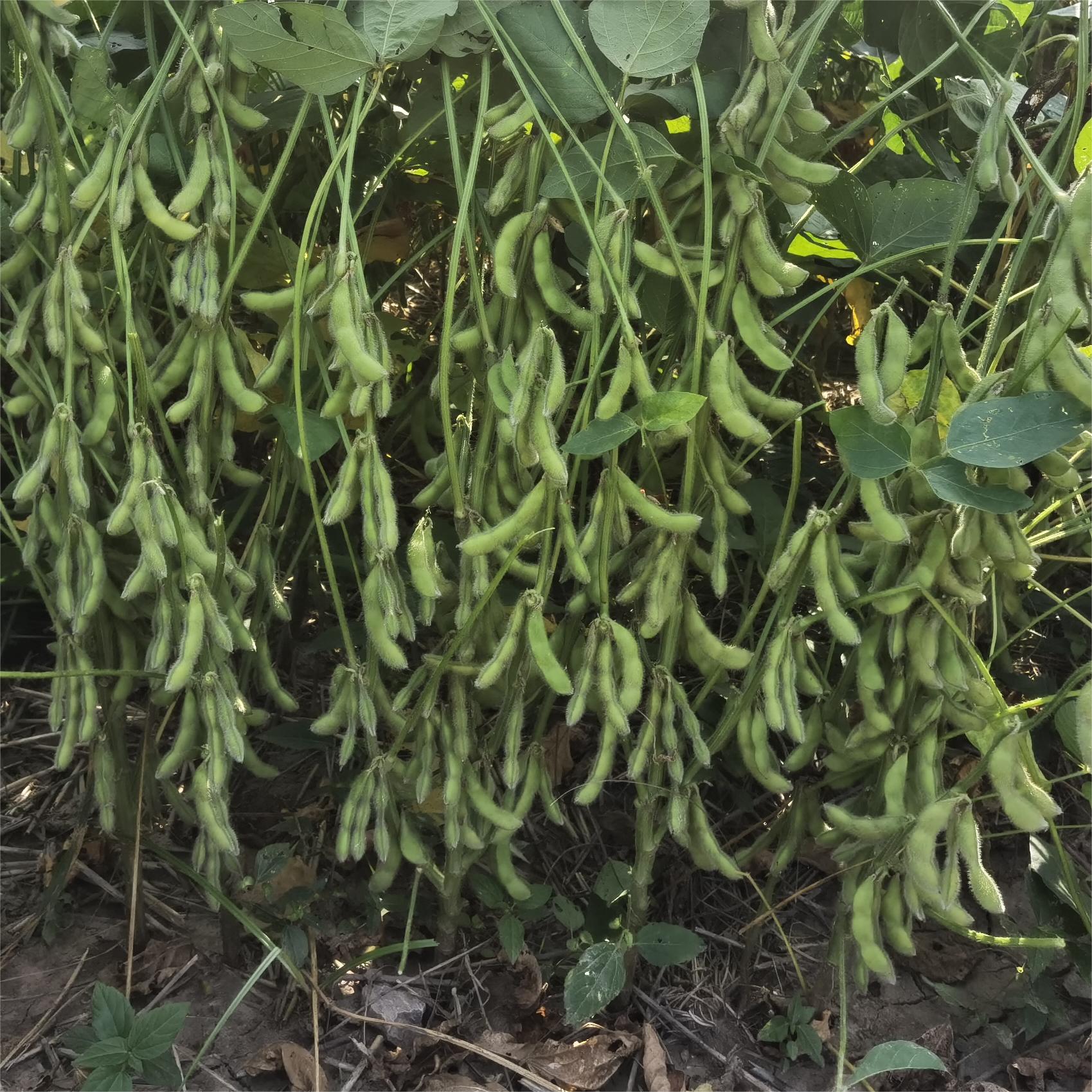 郓豆2号是一个大豆品种,该品种有限结荚