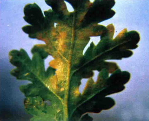 发生在 a href="#" data-lemmaid="288692">茼蒿 /a>的病害