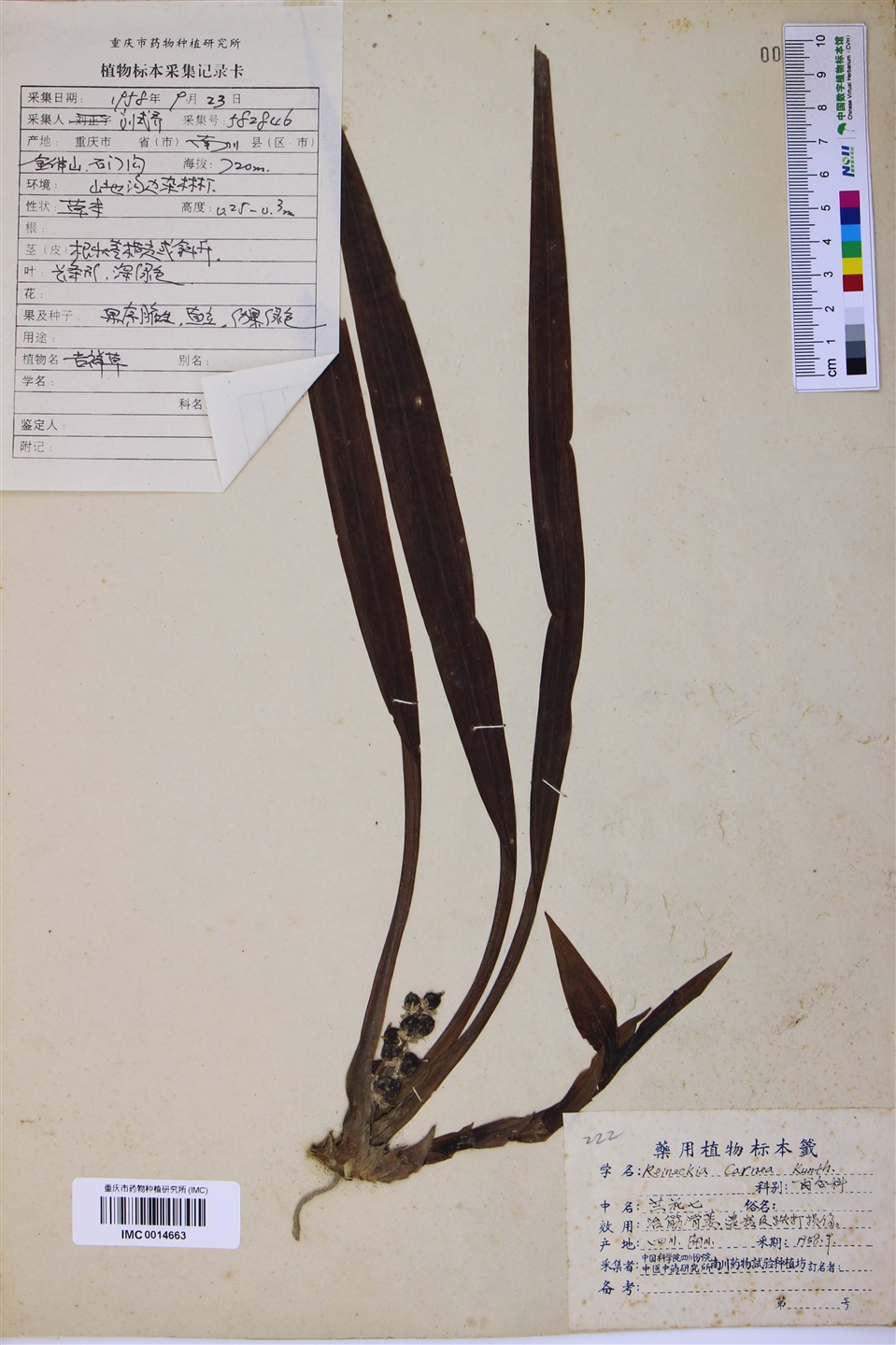 七月兰花清香溢,又称兰月