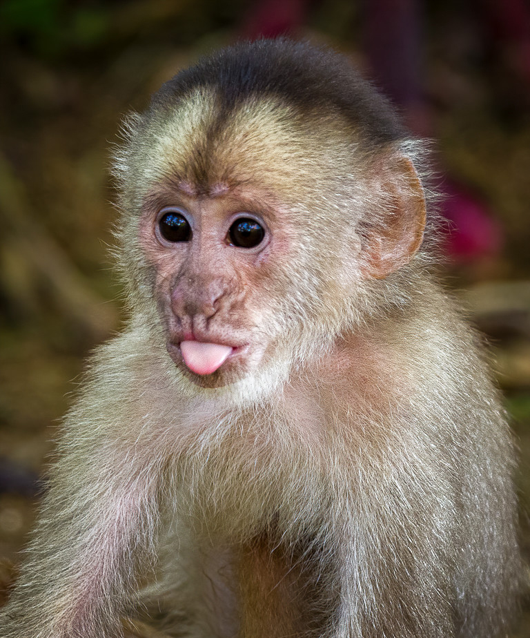  p>洪堡白额卷尾猴(学名: i>cebus albifrons /i>):是 a target="