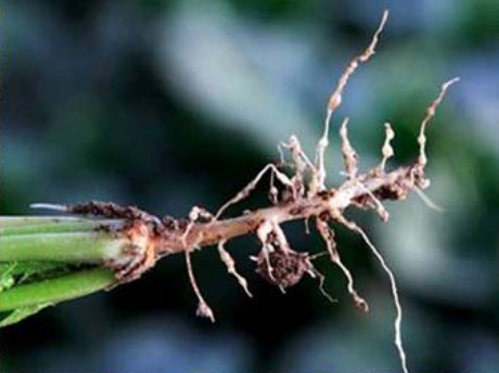 菠菜根结线虫病