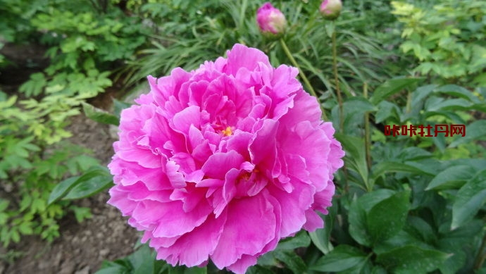 芍药花品种介绍及图片 全面了解名贵芍药种类都有哪些 百科ta说