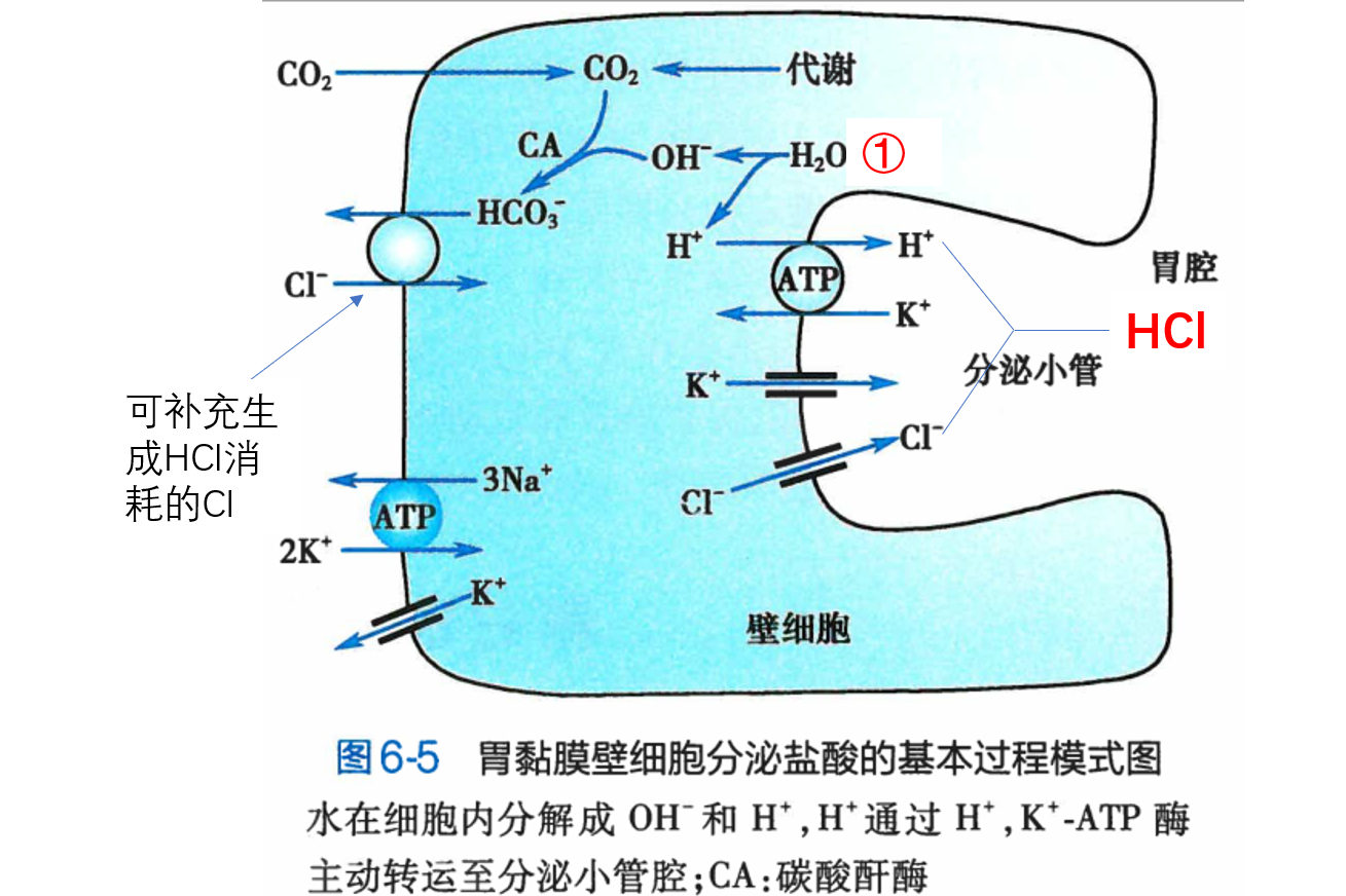 ="/item/胃酸/1559662" data-lemmaid="1559662">胃酸 /a>的大量分泌