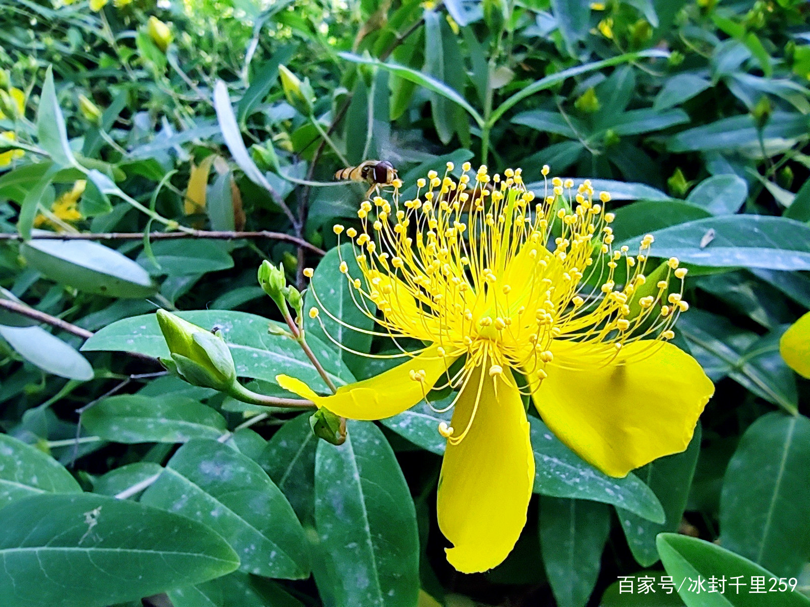 泉城公园，金丝桃花开，花色金黄，花丝也灿若金丝_百科TA说
