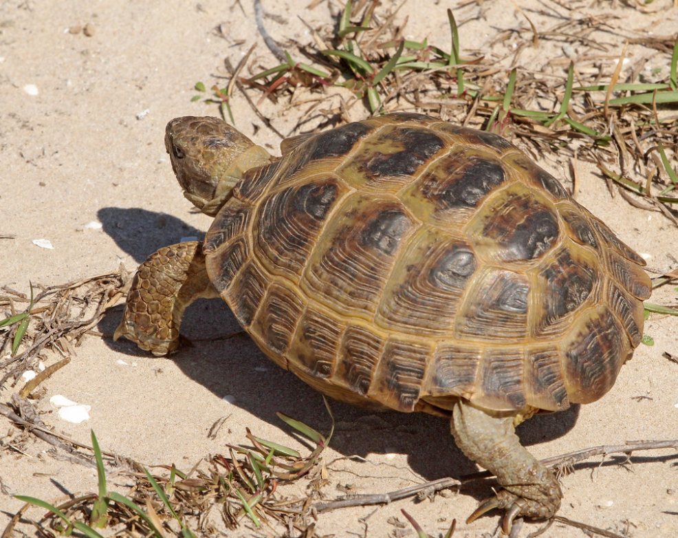  p>四爪陆龟( i>testudo horsfieldii /i>):又叫草原龟,是爬行纲,陆龟