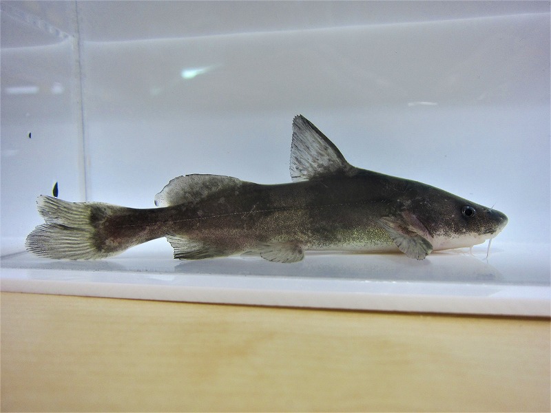  p>长吻鮠(学名: i>leiocassis longirostris /i>)是鲿科,鮠属鱼类.