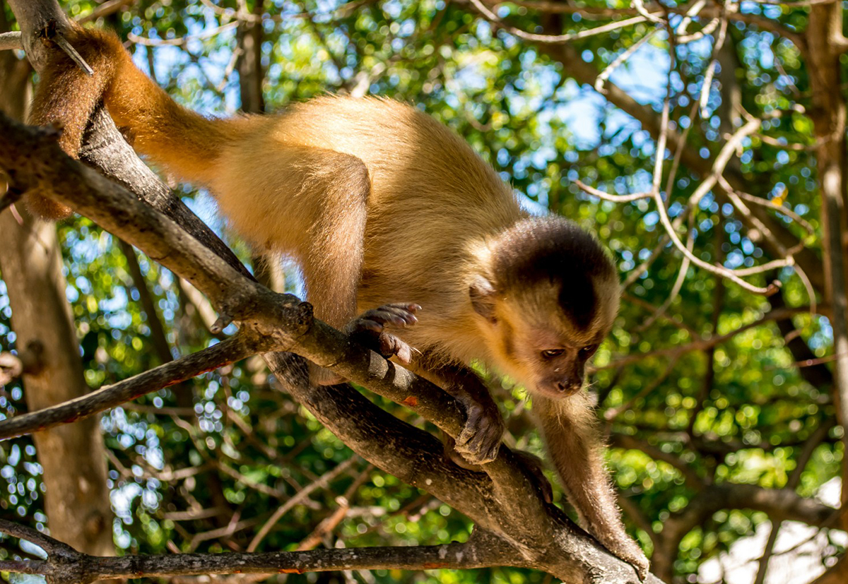  p>卡波里卷尾猴(学名: i>cebus kaapori /i>):是卷尾猴科,卷尾猴属的