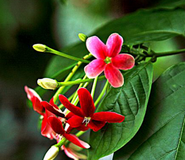 使君子在饮食文化中的趣味知识 你了解多少 百科ta说