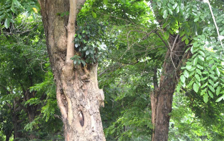  p data-id="gnwihim1hf">金丝檀木实为纳托榄,又名纳托山榄,胶木,是 