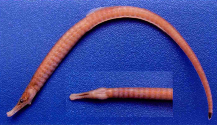 trachyrhamphus  serratus