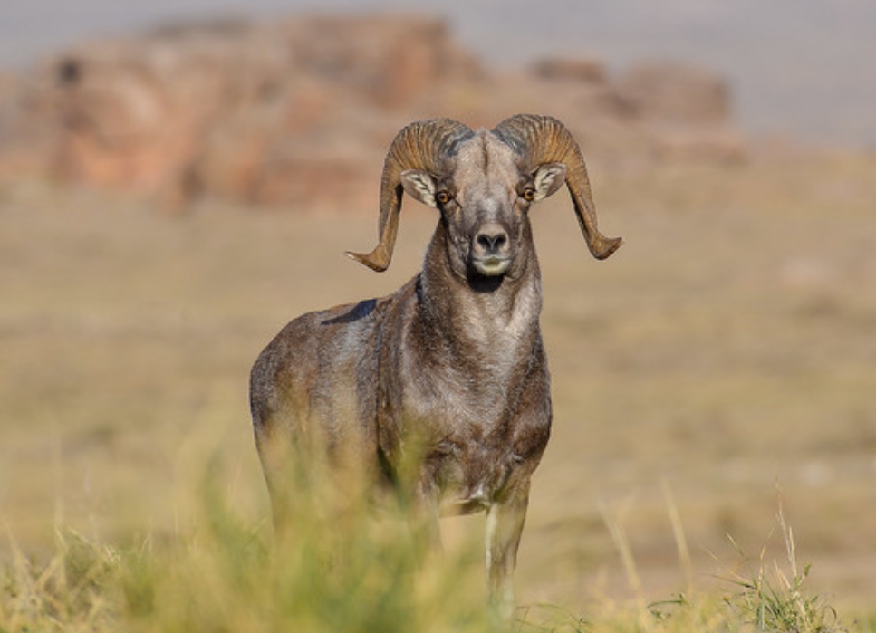  p>帕米尔盘羊(学名: i>ovis polii /i>):是牛科,盘羊属动物.