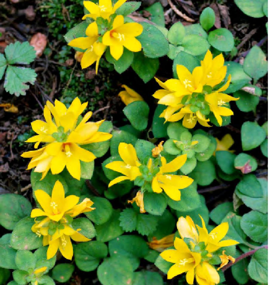 为卵圆形或肾圆形,先端锐尖,圆钝或圆形,基部截形为浅心形;花单生叶腋